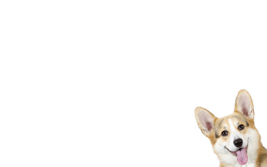 Welsh corgi for copy space and banner use.