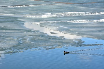 Black coot bird swimming on iced lake