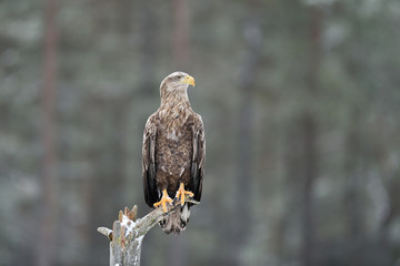 White-tailed eagle on a tree in winter. Bird of prey on a tree.