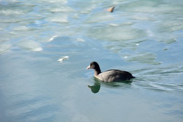 Black coot bird swimming on iced lake