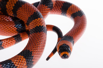 ホンジュランミルクスネークタンジェリンフェイズ