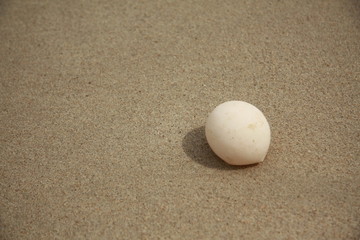 Sea Turtle