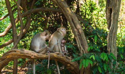 Long-tailed macaque family on tree