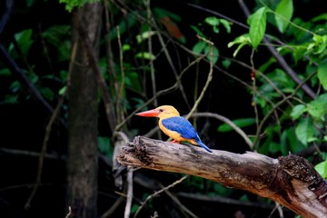 Stork-billed Kingfisher (Pelargopsis capensis) in Borneo, Malaysia - コウハシショウビン