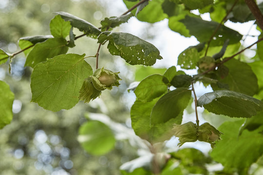 Green hazelnuts and tree leafs in summer garden