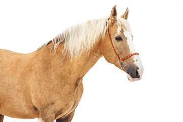 Portrait of light gray horse on a white background