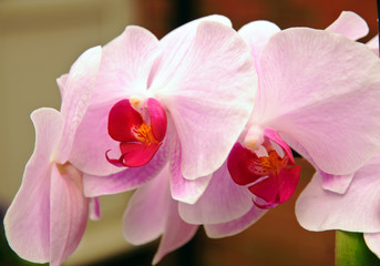 Naklejka na ściany i meble Orchid Petals