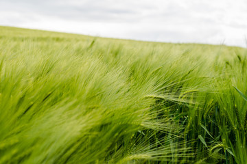 Close up view of green wheat field at spring time, shallow depth
