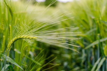 Close up view of green wheat field at spring time, shallow depth