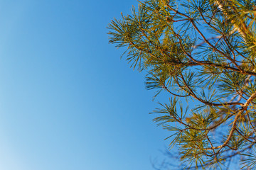 Christmas tree branches
