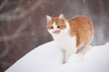winter cold ginger the cat is walking funny rural