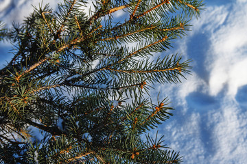 branches of a Christmas tree