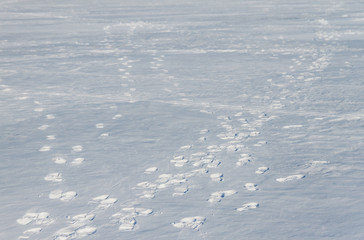 footprints in the snow
