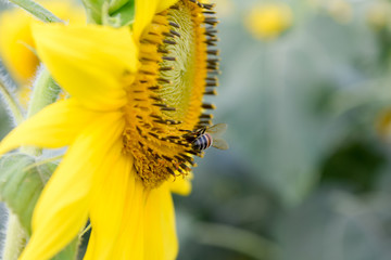 Close up of bee in sunflower