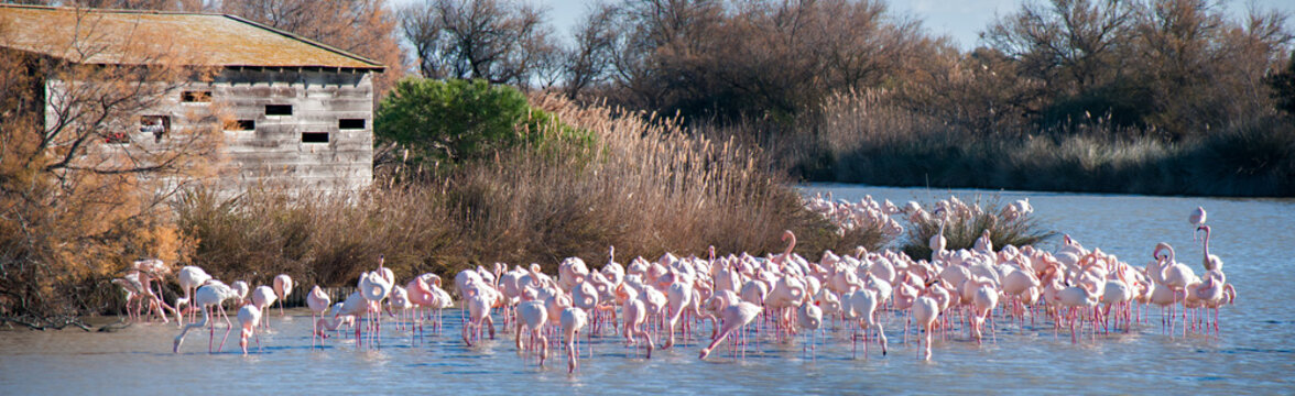 Flamants roses devant poste d'observation