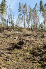  Forest being cut down turning into a dry lifeless field