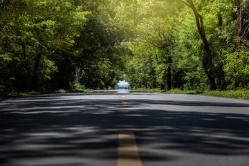 The tunnel of trees in Thailand