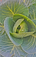 cabbage background