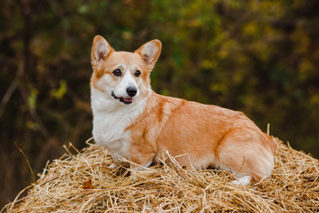 the Corgi dog on the haystack