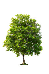 Fototapeta premium Tree of isolate.Tree on white background.green leaves tree.