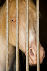 albino horse in stable