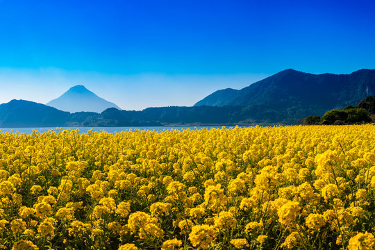 池田湖の菜の花と開聞岳