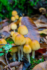 Yellow mushrooms growing in the forest