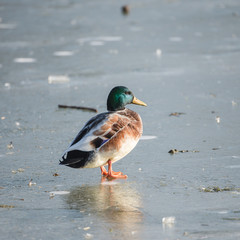 Mallard duck, male, curled up on an ice cold lake 