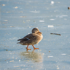 Mallard duck, female, curled up on an ice cold lake 