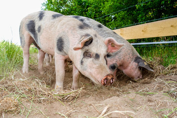 Bioschweine - zwei Bunte Bentheimer wühlen ein Loch