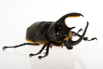 ネプチューンオオカブト