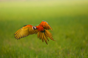 flying macaw, beautiful bird with green background