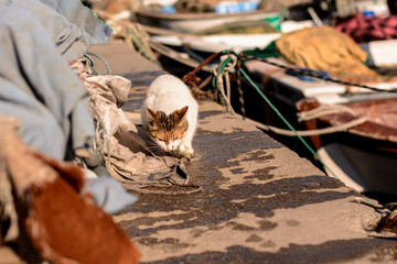 hungry stray cat eats the caught sea fish