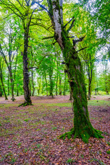Tree trunks in green mossy forest