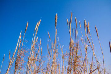 Tall thick grass earth against blue sky background