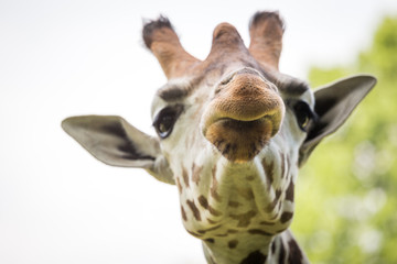 Obraz premium Close up of beautiful giraffe