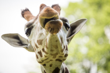 Close up of beautiful giraffe