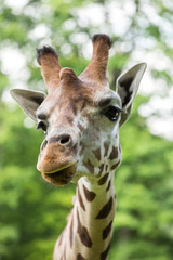 Close up of beautiful giraffe
