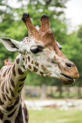 Close up of beautiful giraffe