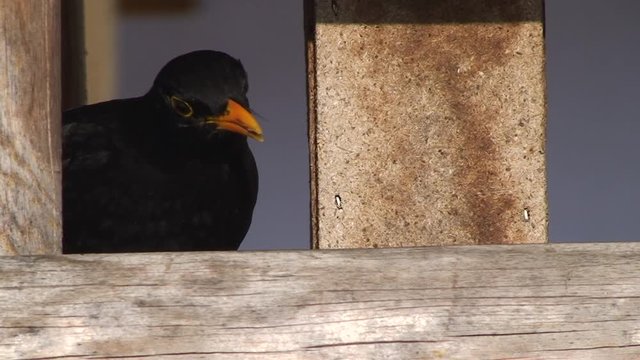 Ein Amselm&auml;nnchen feiert ein Festmahl im Vogelh&auml;uschen (Gro&szlig;aufnahme)