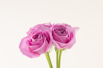 아름다운 분홍장미