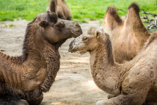 Two camels falling in love