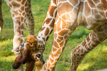 Playful funny giraffe