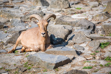 Mountain goat sitting on the stones