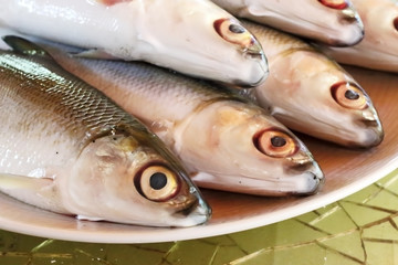 Fresh sardines on a plate
