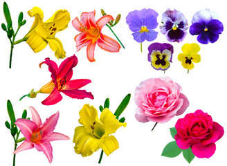 flowers collection. collection lily flowers violet roses. Lilies
