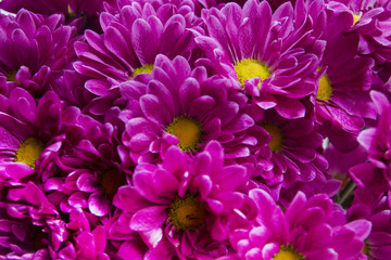 purple flowers