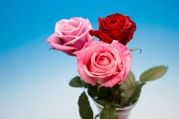 薔薇の花