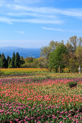 チューリップ畑