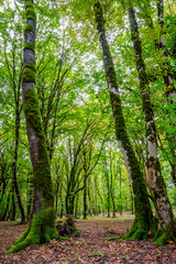 Tree trunks in green mossy forest